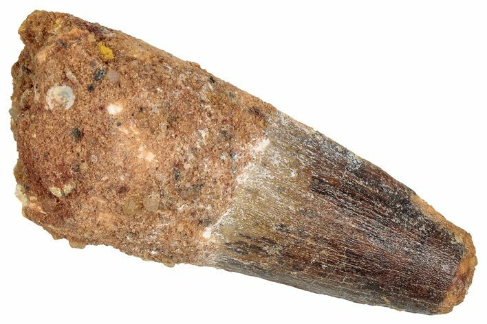 Fossil Spinosaurus Tooth - Feeding Worn Tip #348616